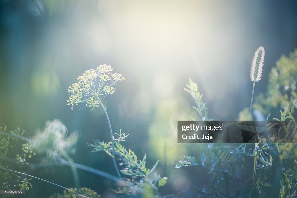 Morning in the field