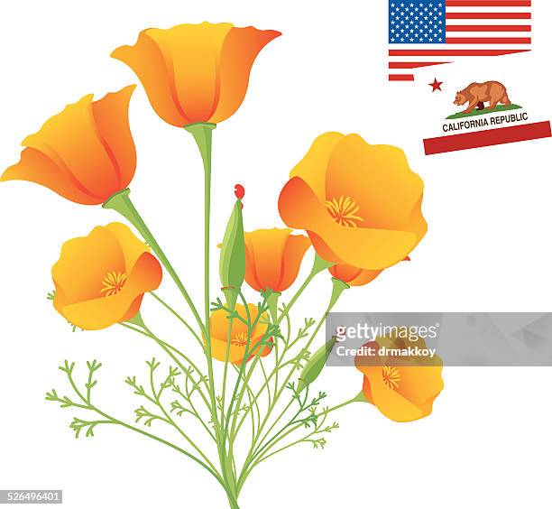 california golden poppy - poppy stock illustrations