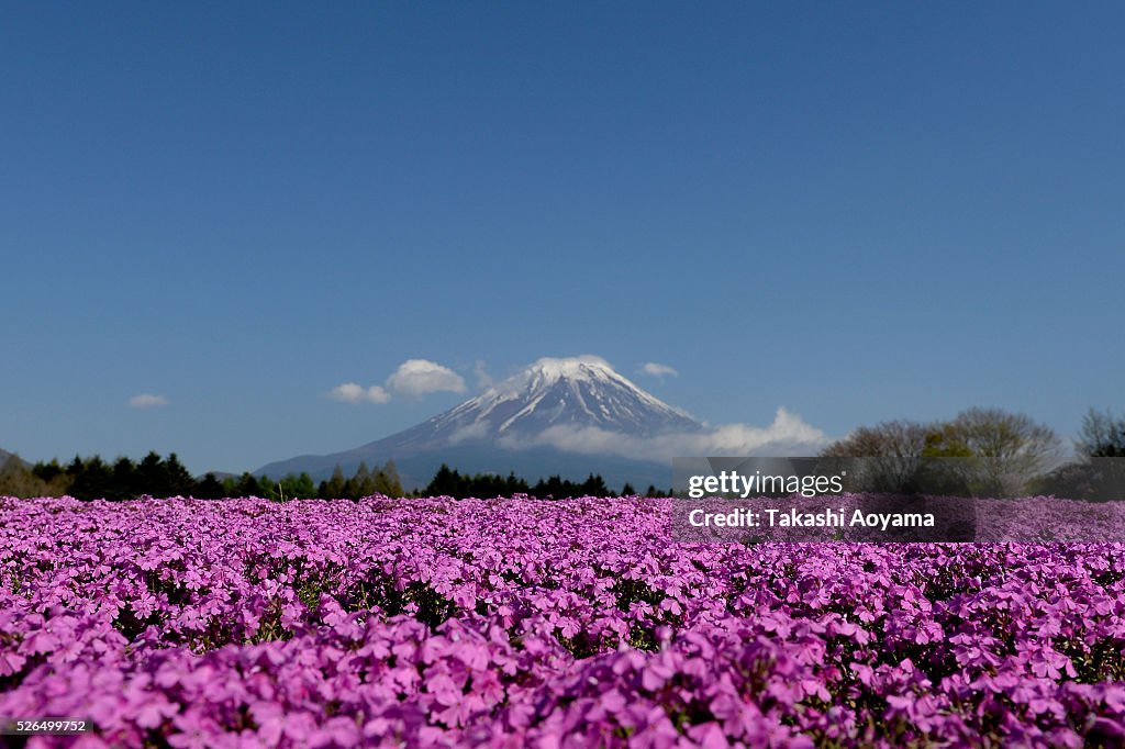 People Enjoy Flowers and Mt. Fuji