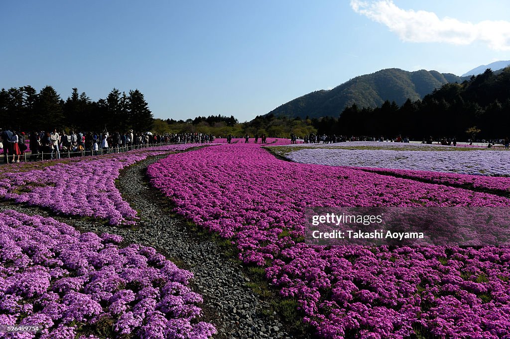 People Enjoy Flowers and Mt. Fuji