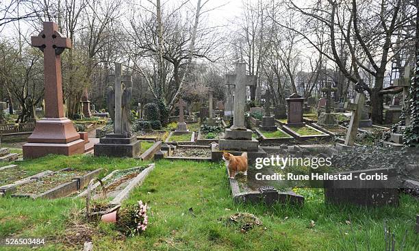 Gravestones in Highgate Cemetery in London .