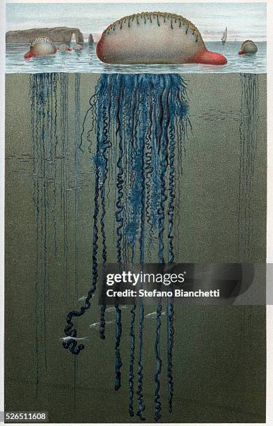 Portuguese Man of War - Physalia - engraving from "Brehm's Life of Animals" by Alfred Edmund Brehm .