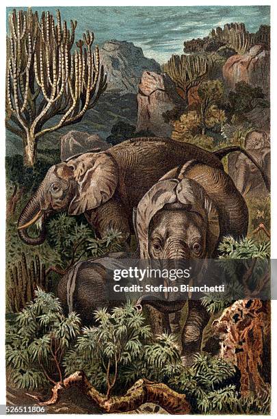 African elephant - engraving from "Brehm's Life of Animals" by Alfred Edmund Brehm .