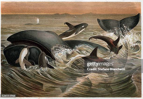 Whale and Orca - engraving from "Brehm's Life of Animals" by Alfred Edmund Brehm .