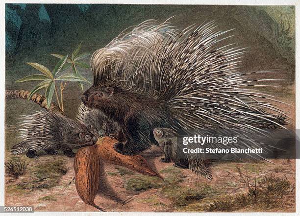 The Crested Porcupine - engraving from "Brehm's Life of Animals" by Alfred Edmund Brehm .