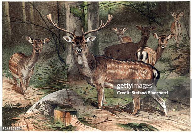 The fallow deer - engraving from "Brehm's Life of Animals" by Alfred Edmund Brehm .