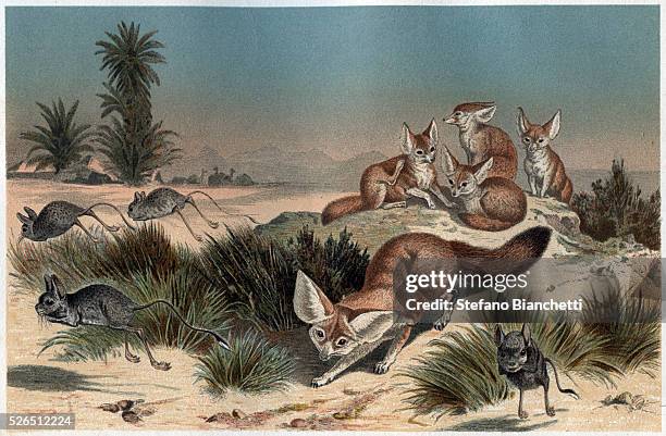 Desert Fox - engraving from "Brehm's Life of Animals" by Alfred Edmund Brehm .