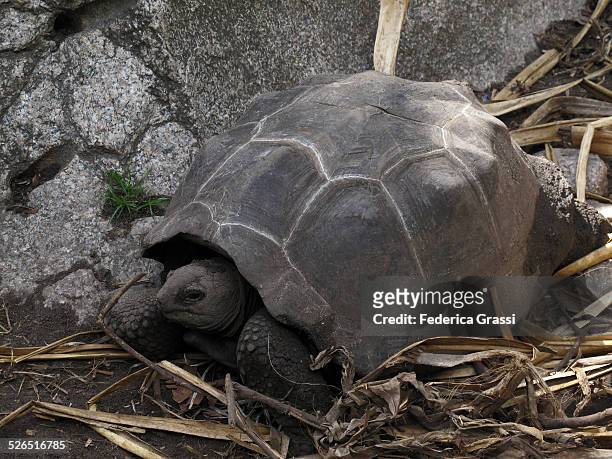giant tortoise at la digue island, seychelles - seychellen riesenschildkröte stock-fotos und bilder