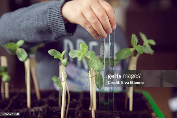 child (3-4) measuring sunflower plant growth - mass unit of measurement stock-fotos und bilder