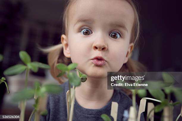 girl (3-4) in wonder at the growth of sunflower seedlings - neugierig stock-fotos und bilder