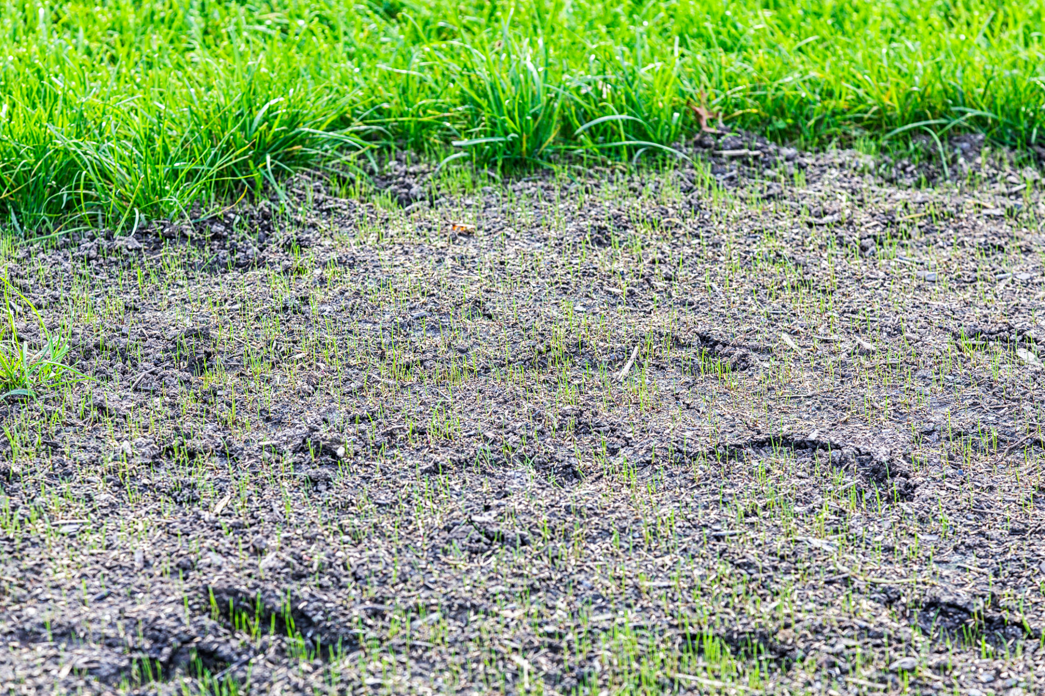 grass overseeding