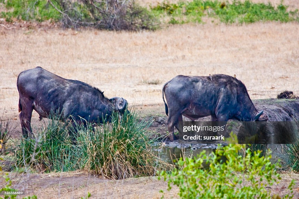 African buffalos in Kruger National Park.