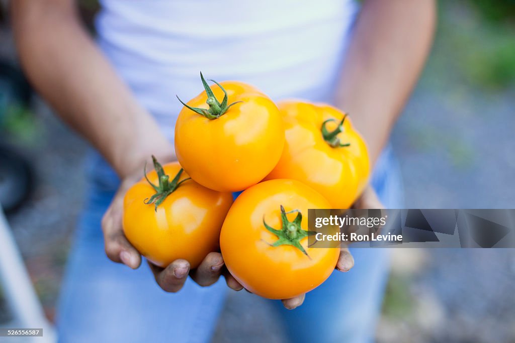 Yellow tomatoes in girl's hands