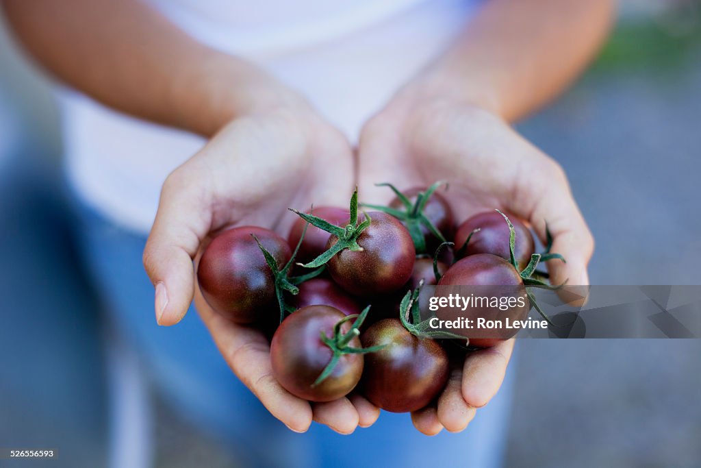 Cherry tomatoes in girl's hands