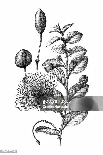 common caper or capparis spinosa - caper stock illustrations