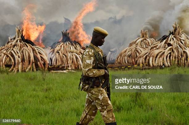 Kenya Wildlife Services ranger stands guard around illegal stockpiles of burning elephant tusks, ivory figurines and rhinoceros horns at the Nairobi...
