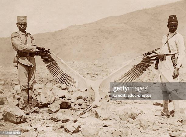 Pelican catched near Lake Natron . In August 1910.