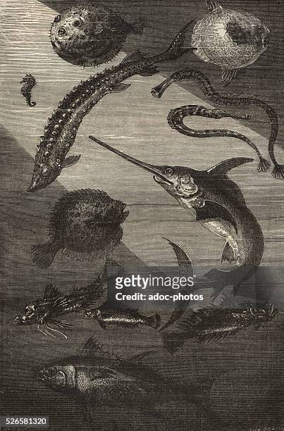 Engraving depicting sea life, illustrating a scene from the novel 'Twenty Thousand Leagues Under the Sea' by Jules Verne, published in 1870.