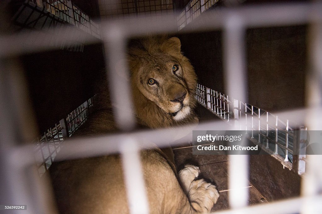 Thirty Three Former Circus Lions Are Airlifted Back To South African Sanctuary