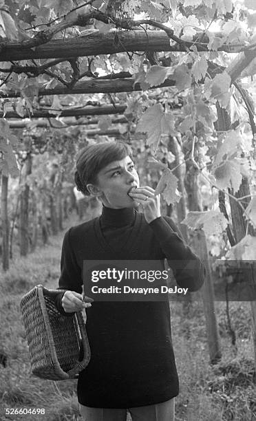 Audrey Hepburn Tasting Grapes in her Italian Vineyard , 1955