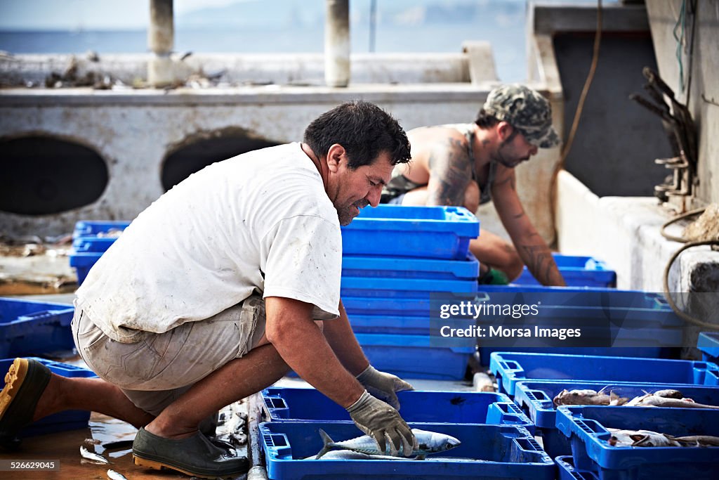 Fishermen arranging fish in crates