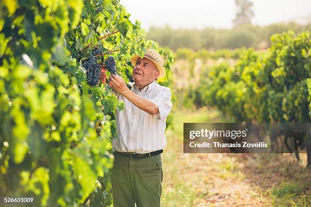 Farmer man cutting a grape bunch with scissors