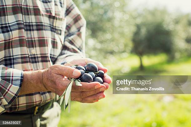 senior man holds olives - olijfboom stockfoto's en -beelden