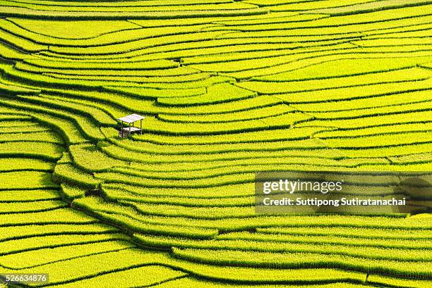 beautiful landscape view of rice terraces and house - terraced field stock pictures, royalty-free photos & images