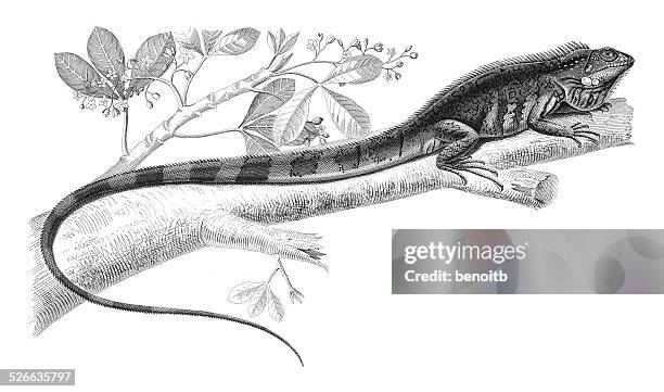 ilustrações, clipart, desenhos animados e ícones de iiguana iguana - iguana