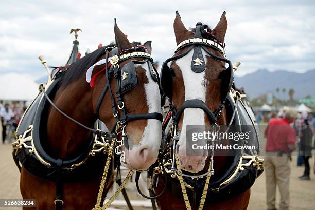 Budweiser Clydesdale horses are seen during 2016 Stagecoach California's Country Music Festival at Empire Polo Club on April 30, 2016 in Indio,...