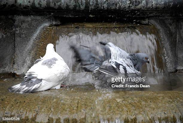 Copenhagen /Denamrk _04 May 2015_ Couple of pigeons taking shower celan feathers