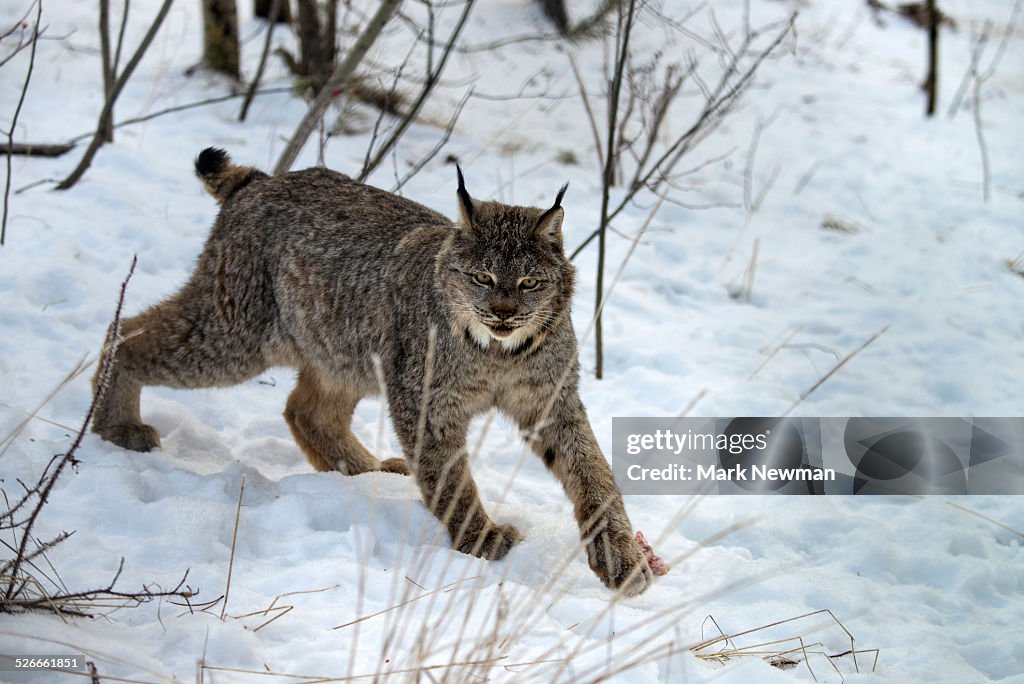 Canada Lynx in winter