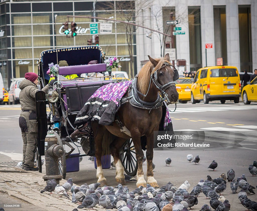 New York City Council holds hearing on carriage horses plan
