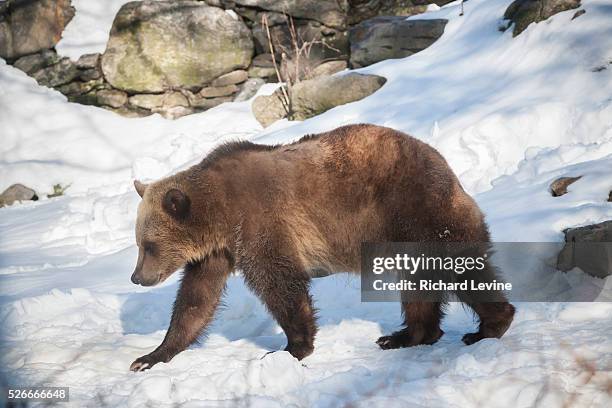 Grizzly bear at the Bronx Zoo in New York on Wednesday, January 27, 2016. Analysts report that the current trend in selling, a bear market, is likely...