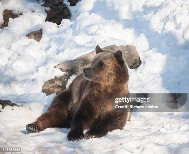 Grizzly bear at the Bronx Zoo in New York on Wednesday, January 27, 2016. Analysts report that the current trend in selling, a bear market, is likely...