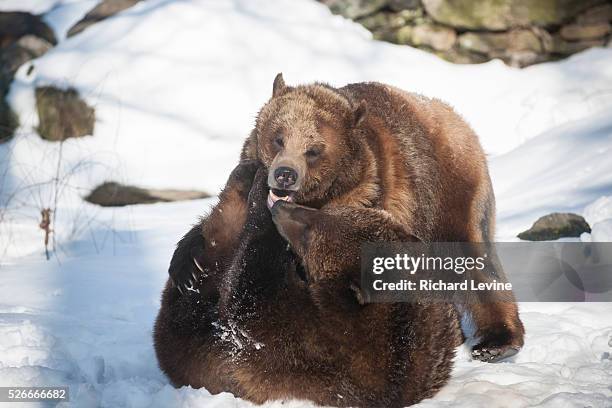 Grizzly bears tussle at the Bronx Zoo in New York on Wednesday, January 27, 2016. Analysts report that the current trend in selling, a bear market,...