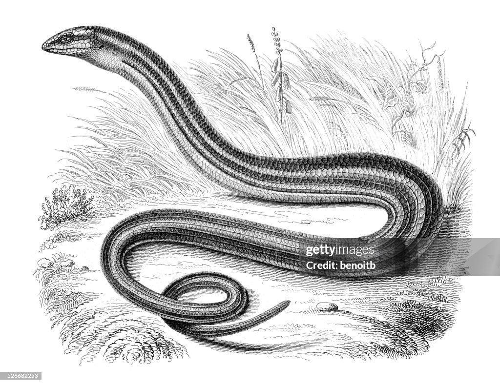 Anguis