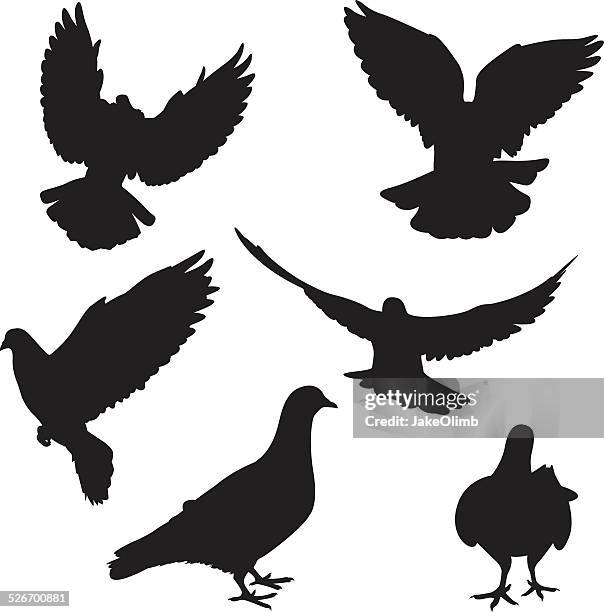 pigeon silhouettes - pigeons stock illustrations