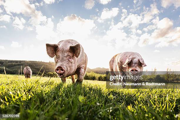 pigs in the pasture - cerdo fotografías e imágenes de stock