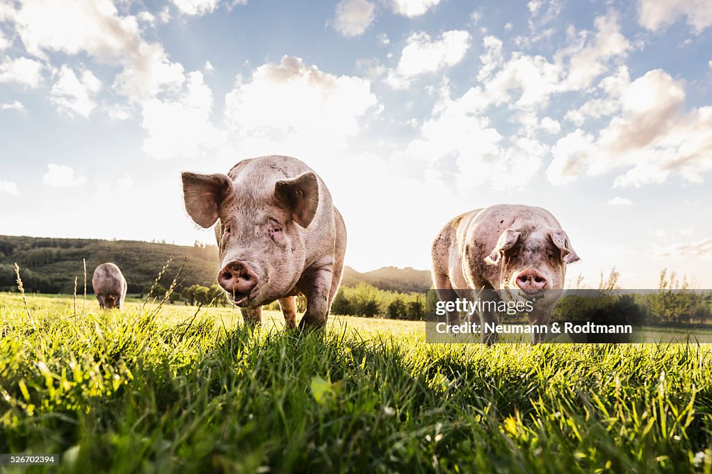Pigs in the pasture