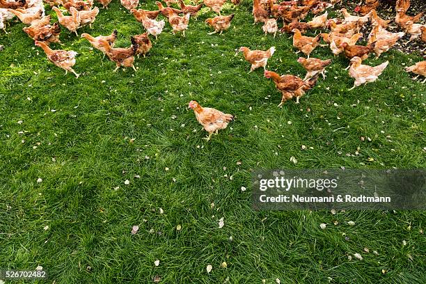 brown feathered chickens in the meadow - chickens in field bildbanksfoton och bilder