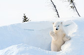 Polar bear (Ursus maritimus) cub