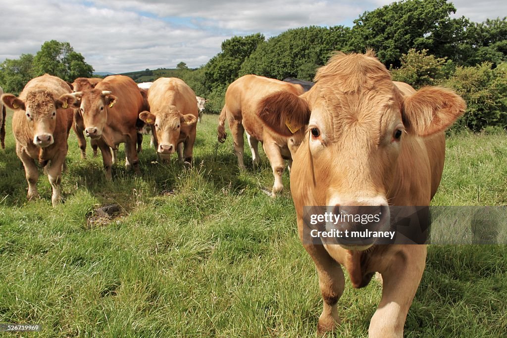 Curious brown cows