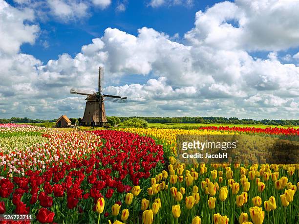 tulips and windmill - tulp stockfoto's en -beelden