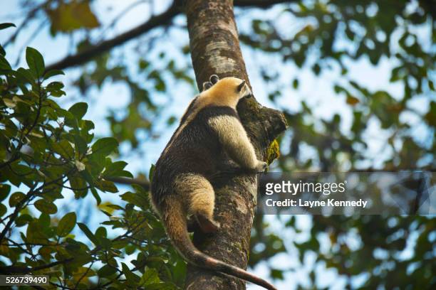 white anteater, costa rica - anteater stock pictures, royalty-free photos & images