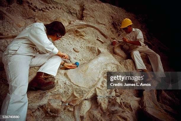 Fossil beds with dinosaur remains are located at Dinosaur National Monument in Utah and Colorado. Here park service staff members chip rock away from...
