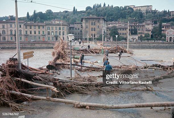 Uprooted trees are strewn about in Florence after the devastating flood of November 1966, during which the water of the Arno rose as high as 20 feet,...