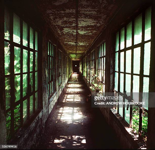 Decayed corridor between buildings on Ellis Island. The windows are overgrown with vegetation. Photo taken in summer of 1982.