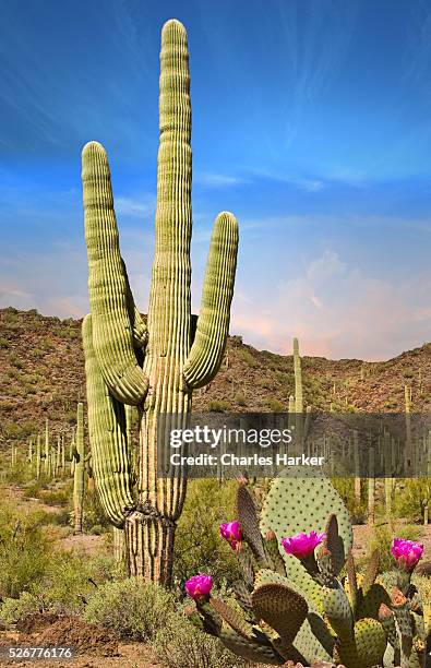 desert landscape with cactus in arizona - cactus stockfoto's en -beelden