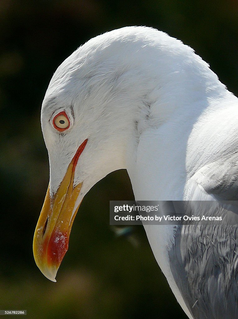 Yellow Legged Gull (Cies Islands Sea Gull)